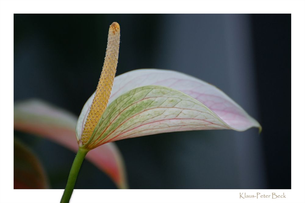 Flamingo Blüte zum Mittwoch