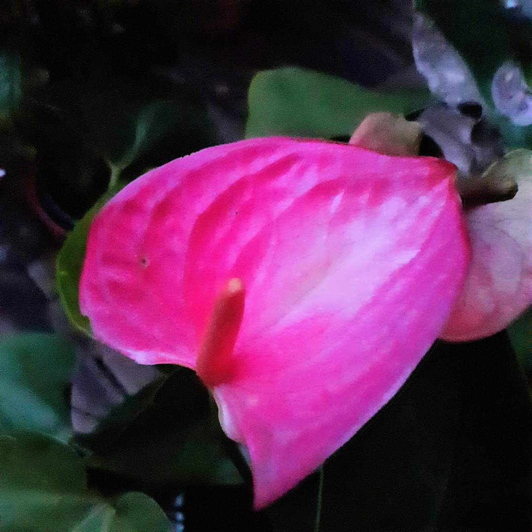  " FLAMINGO blume"  ANTHURIUM rose 