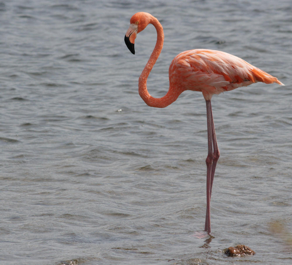 Flamingo Bonaire