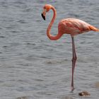 Flamingo Bonaire