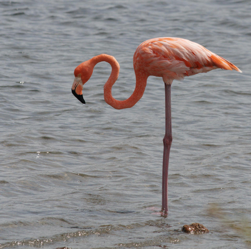 Flamingo Bonaire