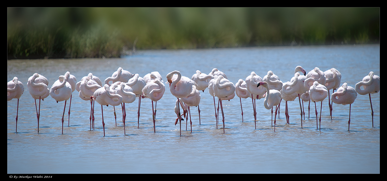 Flamingo-Breitbild