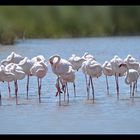 Flamingo-Breitbild