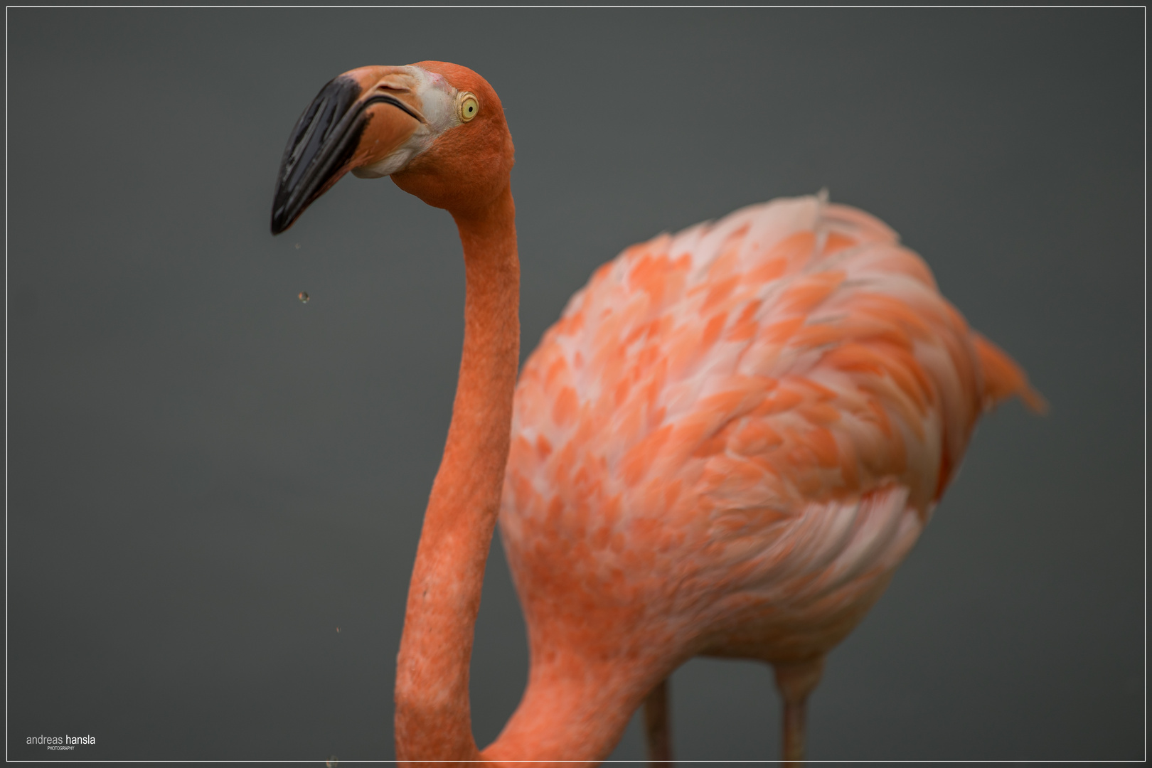 Flamingo