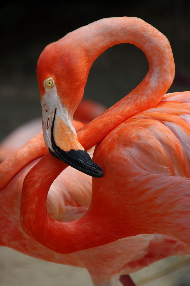 Flamingo von Petra Birkenfeld 