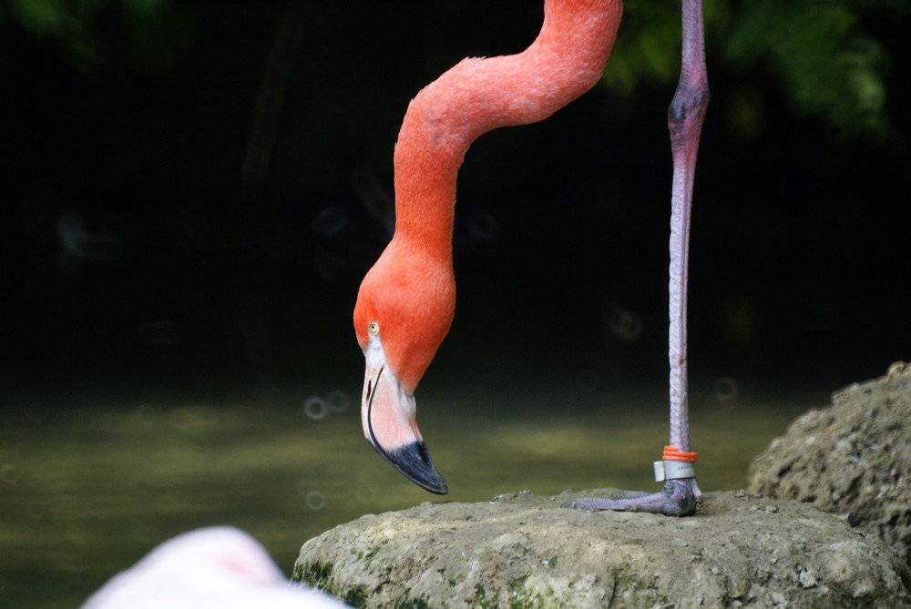 Flamingo