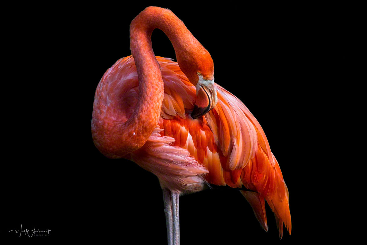 flamingo