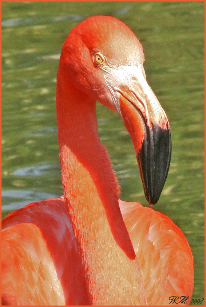 Flamingo