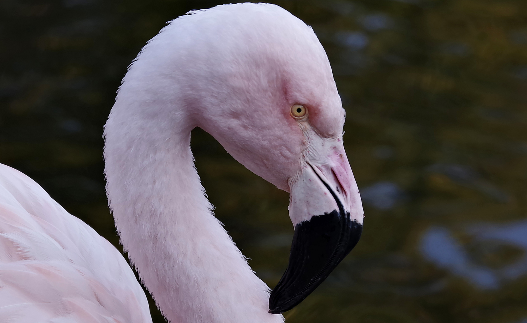 ..Flamingo...