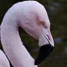 ..Flamingo...