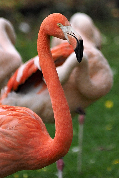 Flamingo