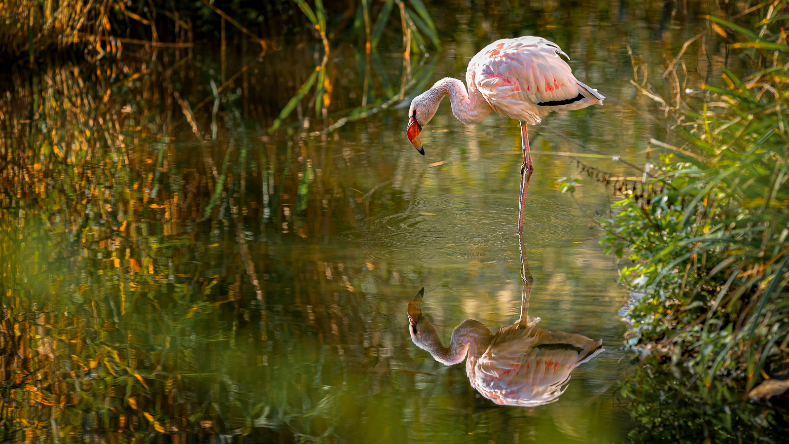 Flamingo