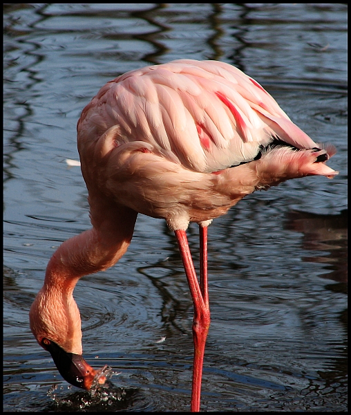 Flamingo