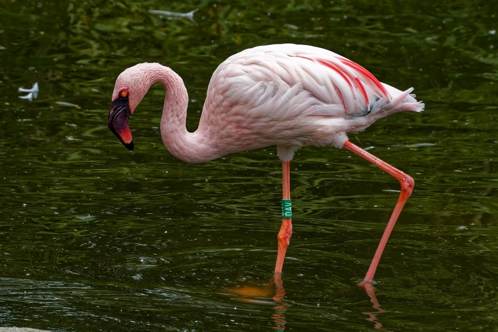 Flamingo