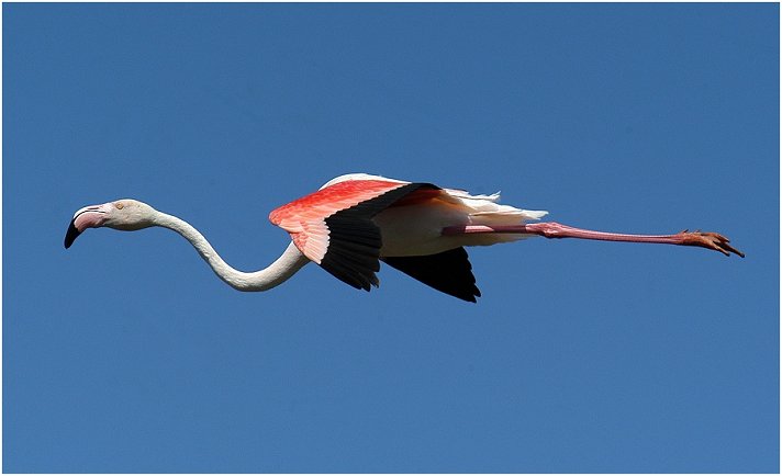 Flamingo (Camargue)