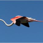 Flamingo (Camargue)