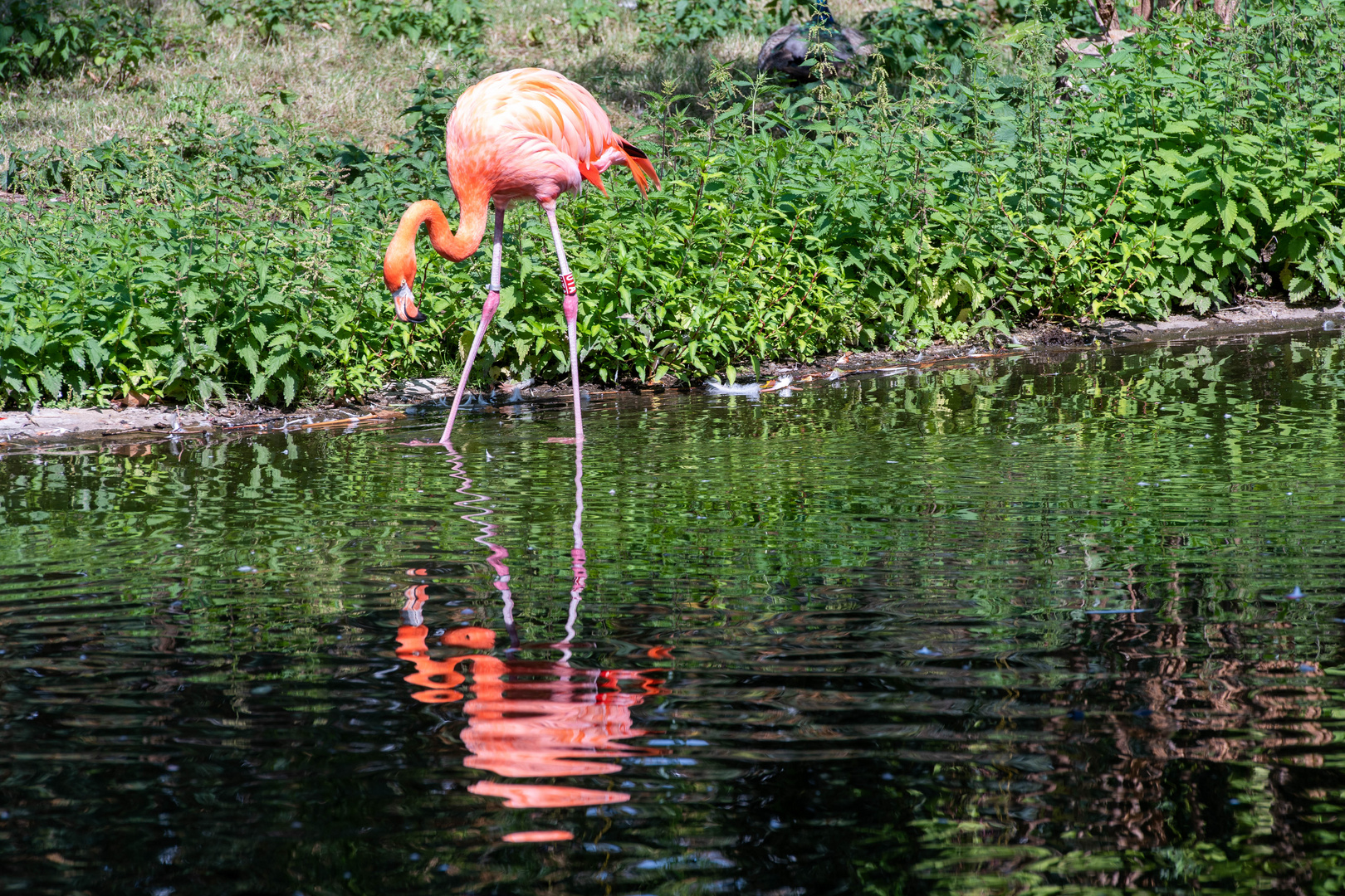 Flamingo 