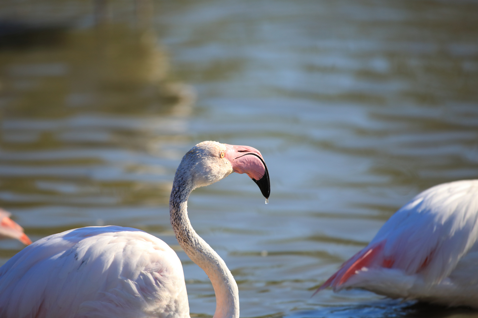 Flamingo