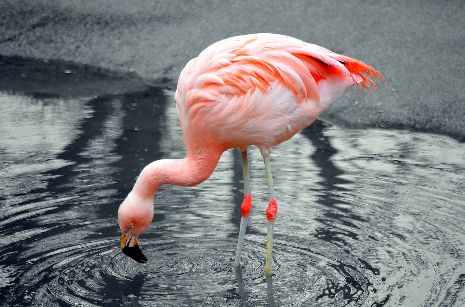 Flamingo