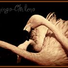 Flamingo-chileno