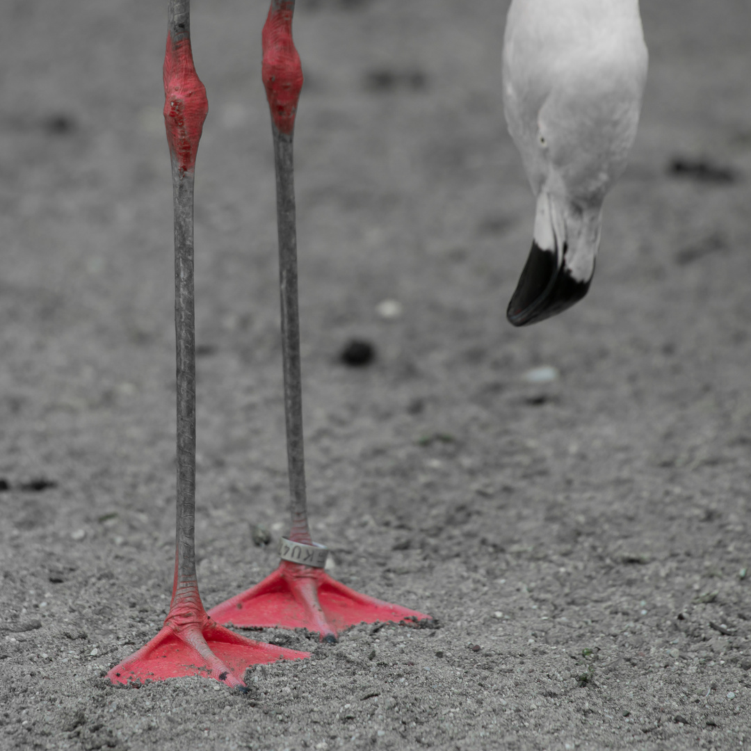 Flamingo CK