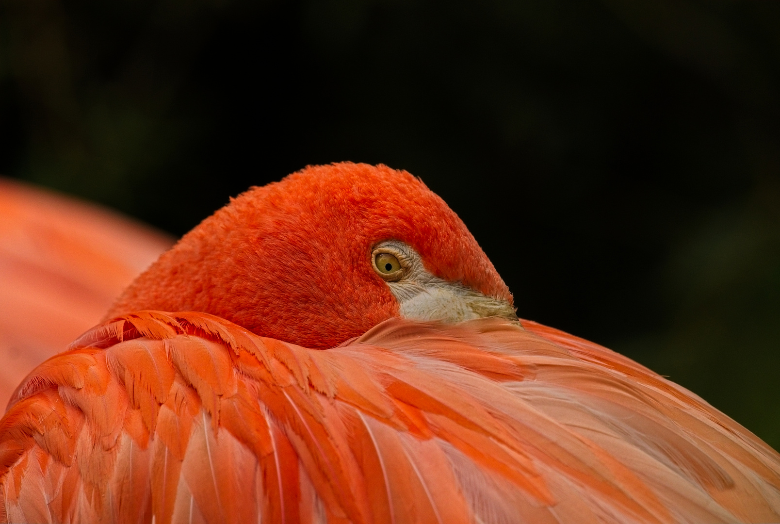 Flamingo Close-up