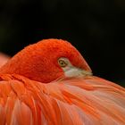 Flamingo Close-up