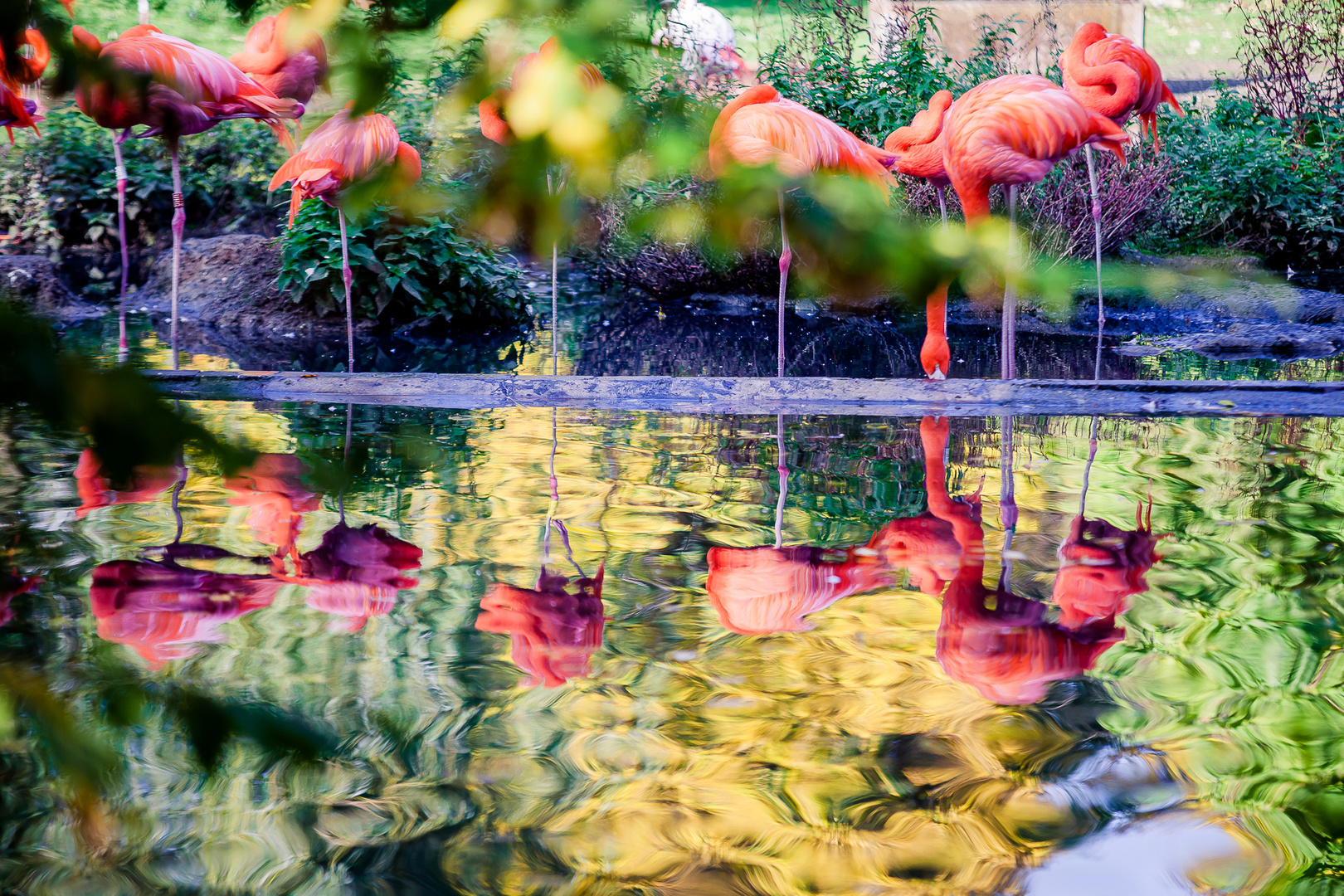 Flamingo Color Splash
