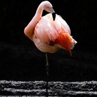 Flamingo Colorful