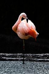 Flamingo Colorful