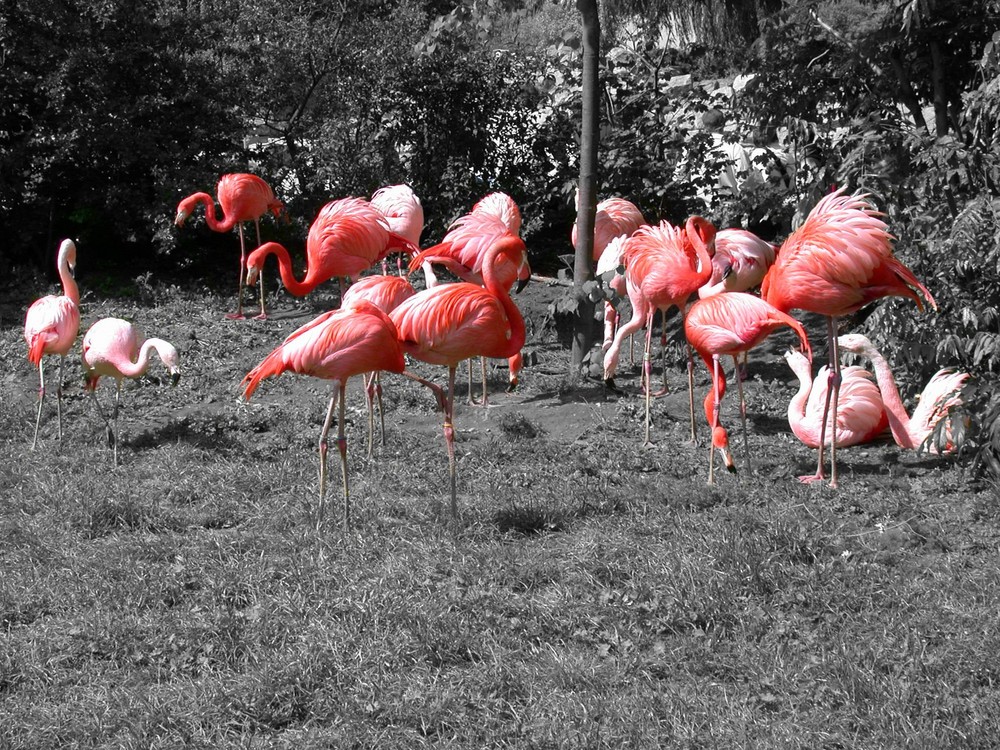 Flamingo Colourkey