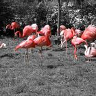 Flamingo Colourkey