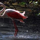 Flamingo