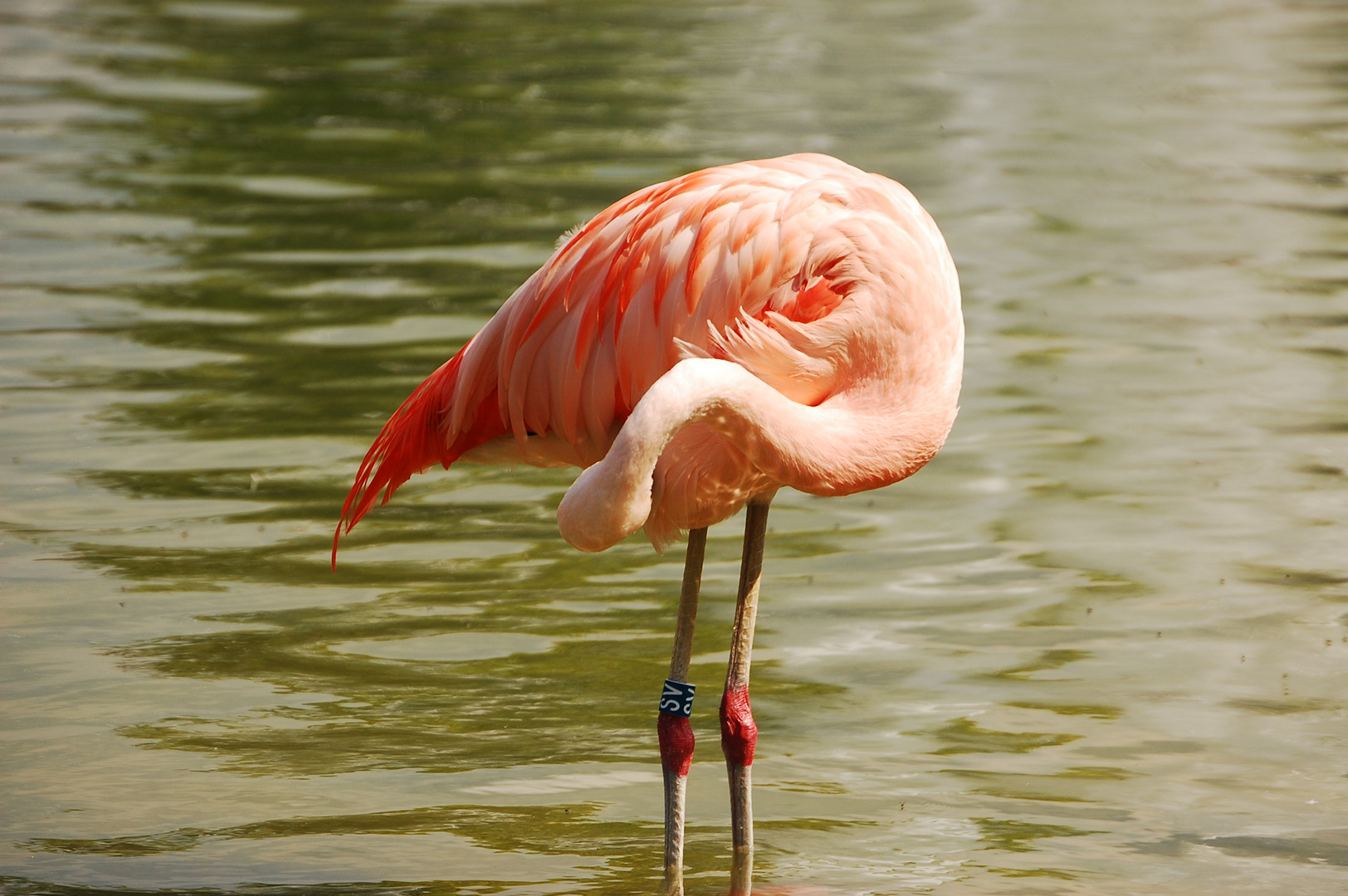 Flamingo