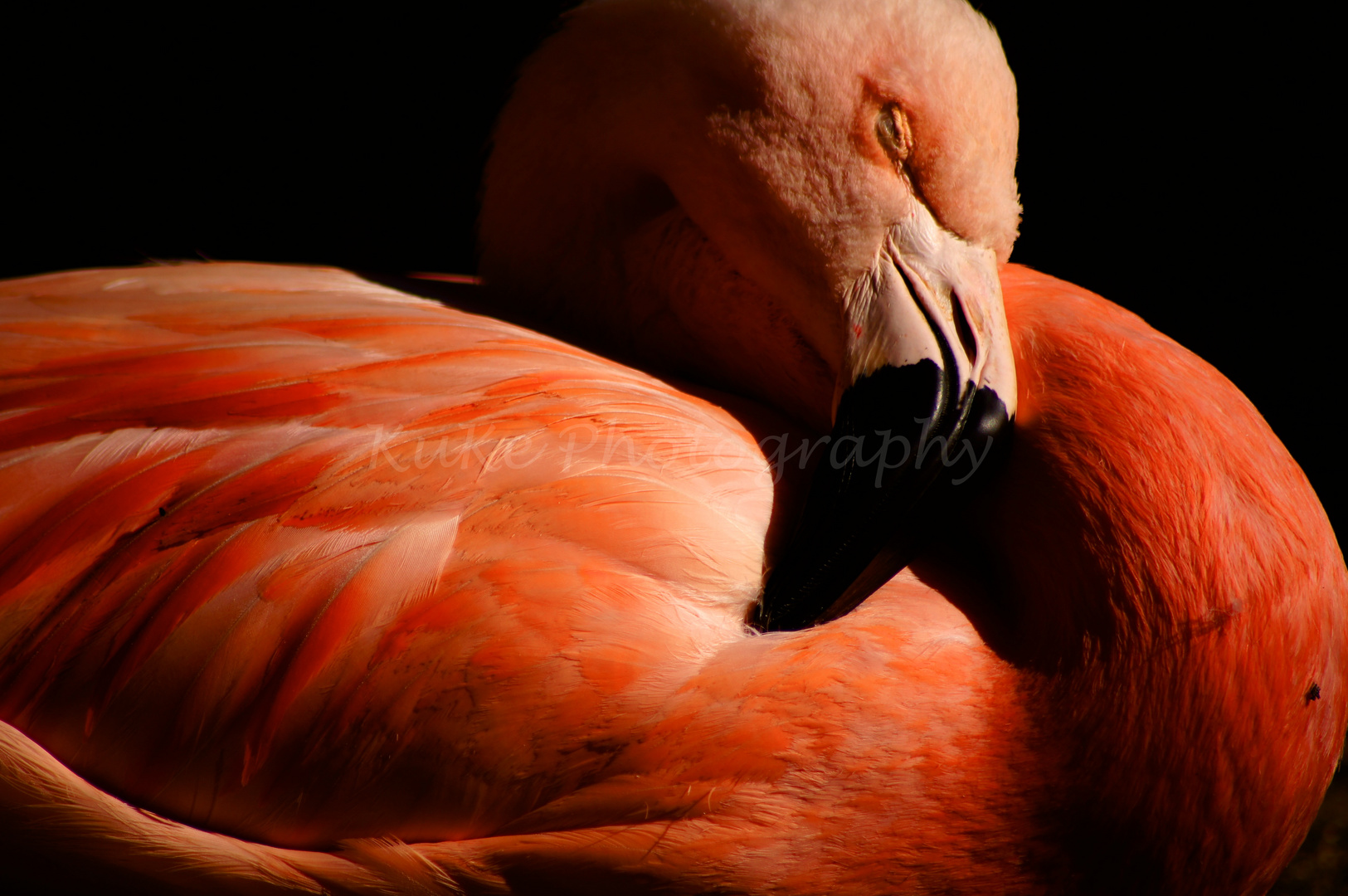 Flamingo