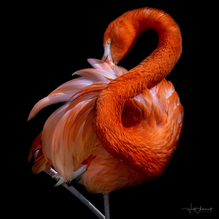 ? flamingo