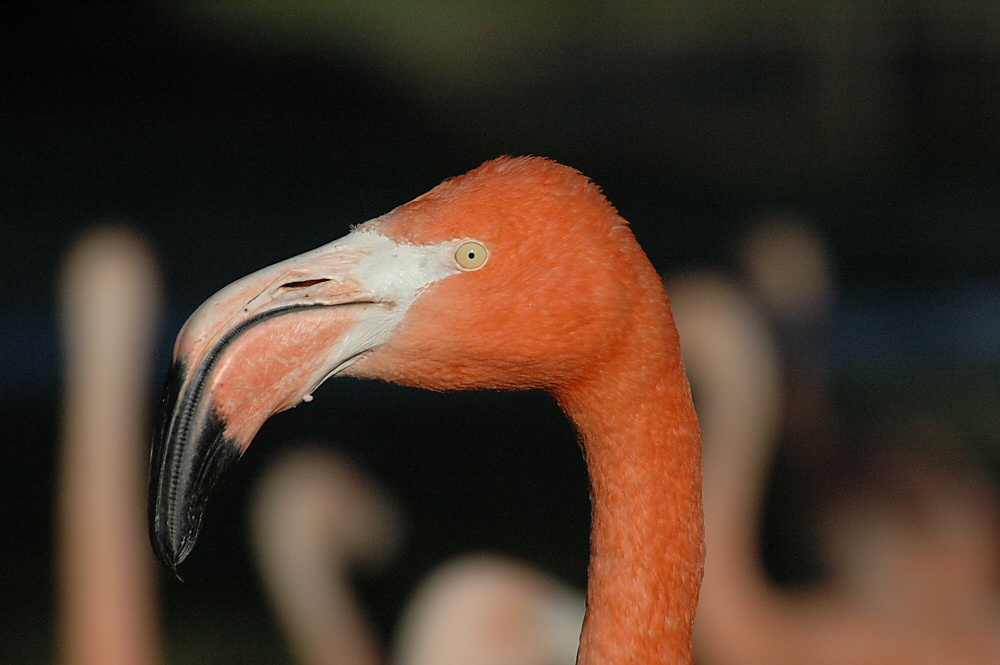 Flamingo