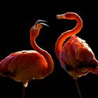 Flamingo - Dance