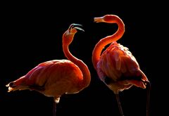 Flamingo - Dance