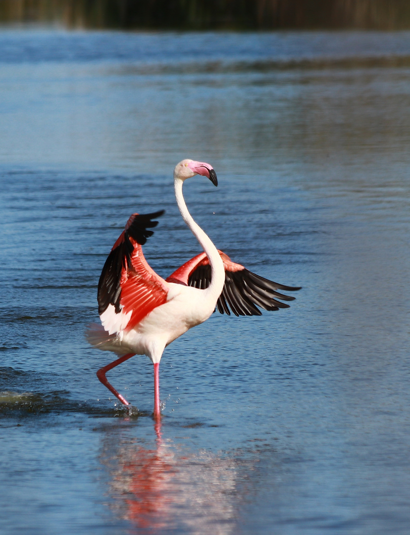 Flamingo Dance