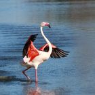 Flamingo Dance