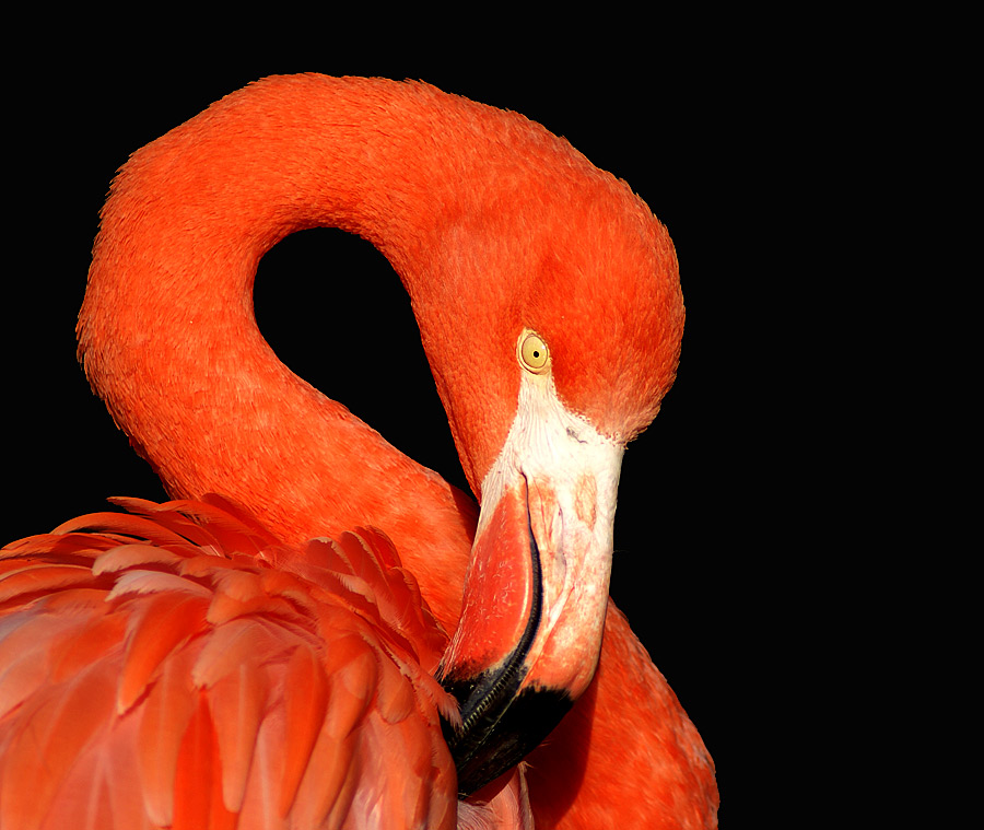 Flamingo