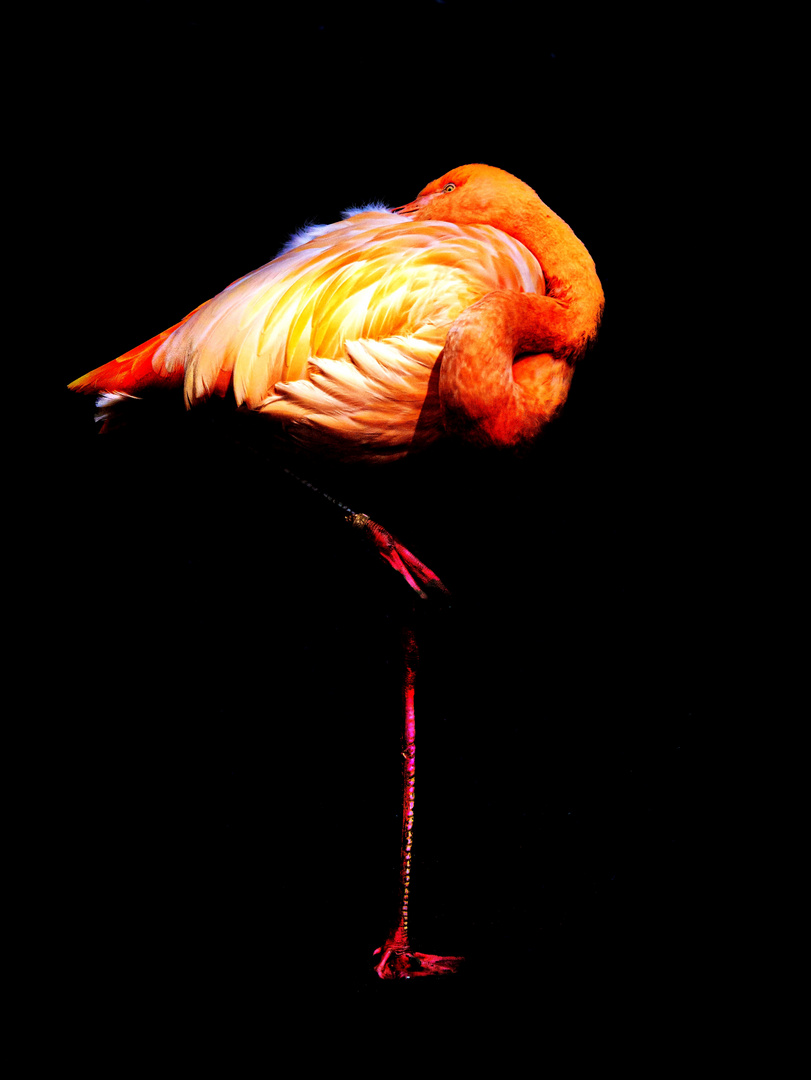 Flamingo