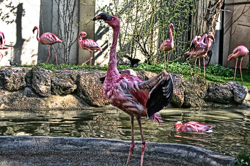 Flamingo