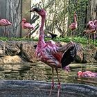 Flamingo