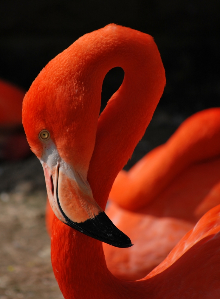 Flamingo (Detail)