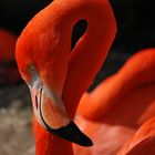 Flamingo (Detail)