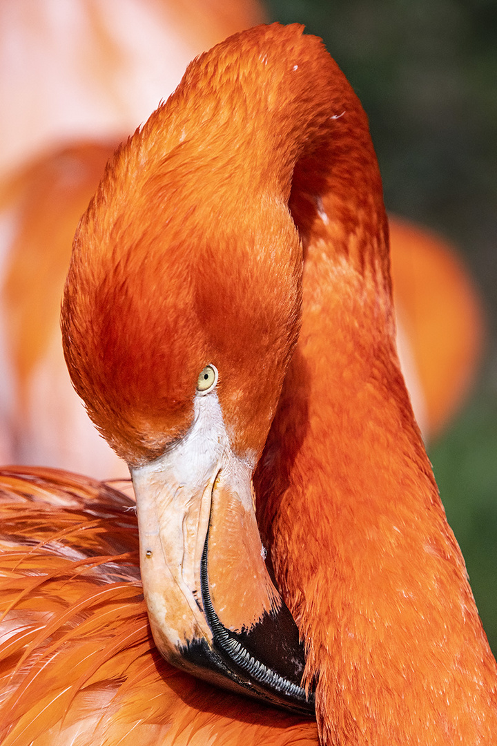 Flamingo - Detail gebogener Seihschnabel