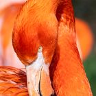 Flamingo - Detail gebogener Seihschnabel