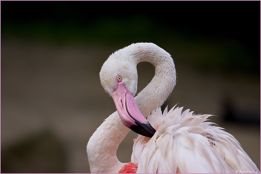Flamingo die 8